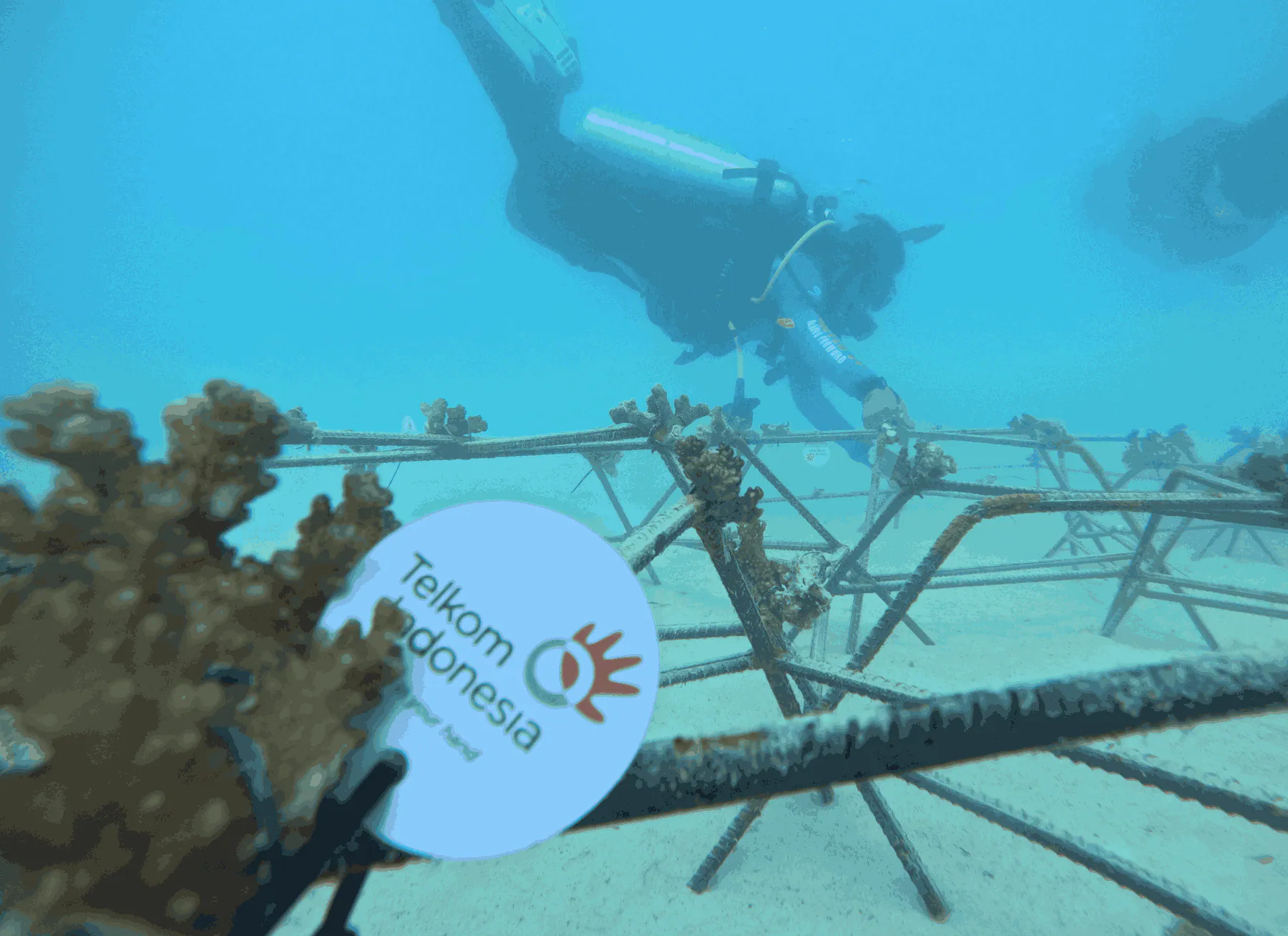 Telkom Restorasi Terumbu Karang di Pulau Buru Lewat Program "Bisa Biru" demi Jaga Ekosistem Pesisir Maluku
